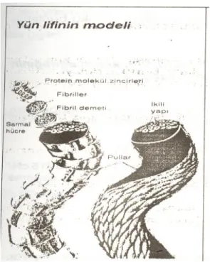 Şekil 2: Yün Lifi 