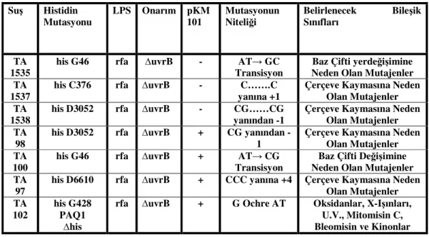 Çizelge 3.1.1. Ames test sisteminde kullanılan bazı Salmonella suşları ve genetik özellikleri  