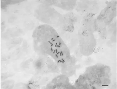Şekil 4.3. Centaurea fenzlii taksonunun metafaz kromozomları 2n=18 (bar: 10 µm). 