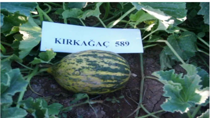 Şekil 3.4. Kırkağaç 589 çeşidi