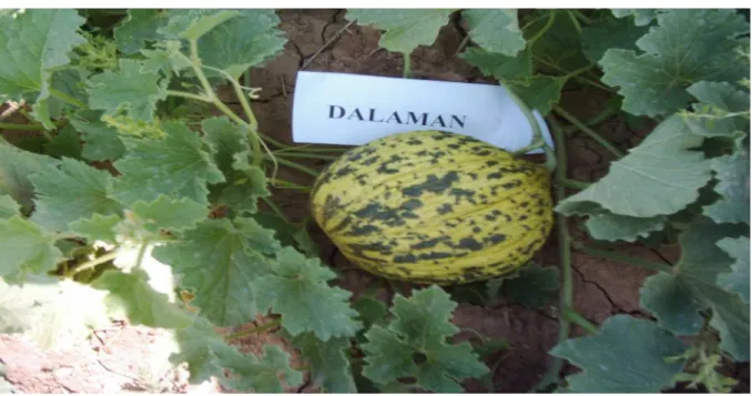 Şekil 3.8. Dalaman çeşidi