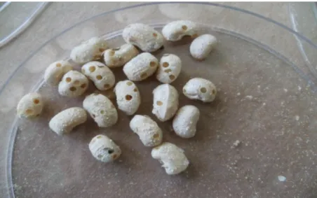 ġekil 2.2. Callosobruchus maculatus’un börülce tanelerindeki zararı 