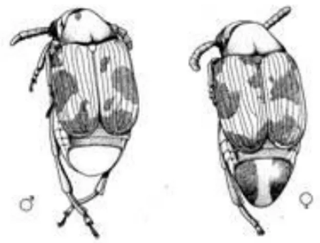 ġekil 3.3. Callosobruchus maculatus (F.)erkek ve diĢi bireylerinin görünüĢü (Brown ve   Downhower 1988) 