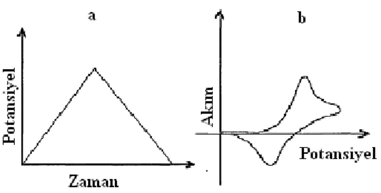 ġekil 1. 5. a) DönüĢümlü voltametride elektroda uygulanan gerilim programı  b) Elde edilen akım-gerilim eğrisi 