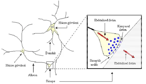 Şekil 2.2 Biyolojik nöron 
