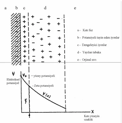 Şekil 1.2. Elektriksel çift tabaka ve zeta potansiyeli (İpekoğlu, 1997)  