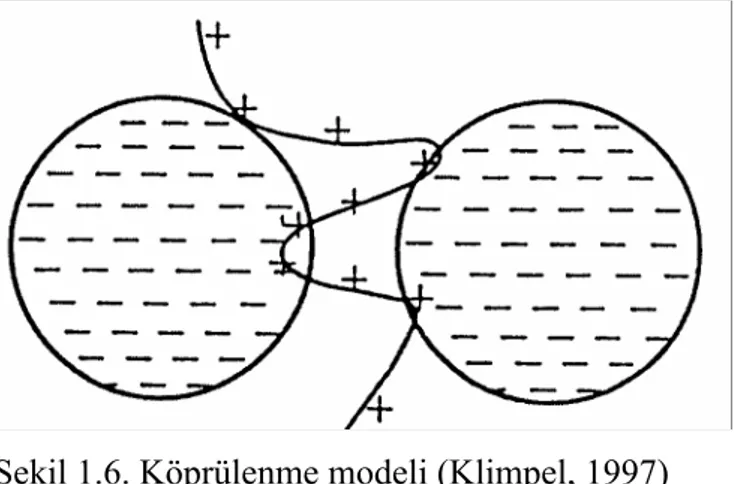 Şekil 1.6’da ise köprülenme modeli gösterilmiştir. Bu modelde, polimer  tane yüzeylerine farklı noktalardan adsorbe olmakta ve taneler karıştırma  sırasında birbiri ile çarpıştığında bu noktalardan birbirlerine polimer zincirleri  vasıtasıyla bağlanabilmek