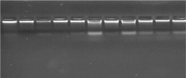 Şekil 3.2.2.4.2.1. 14-O isimli genotipin genomik DNA Jel görüntüsü