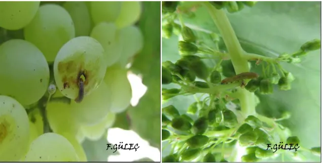 Şekil 3.6. Salkım güvesi larva dönemi  