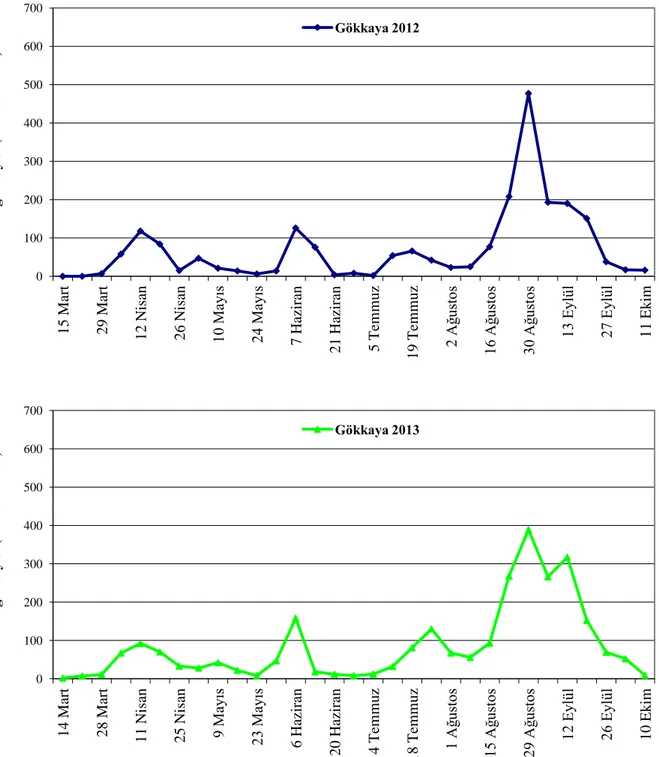 Şekil  4.3.  Lobesia botrana’nın  Gökkaya beldesindeki bağda 2012 ve  2013 yıllarında  ergin  popülasyon değişimi 