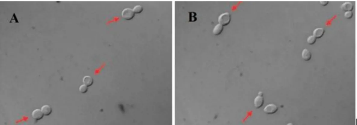 Şekil 1.3. A) Haploid formda sferoid yapıda hücreler ile B) Diploid formda limon  şekilli hücrelerin mikroskop görüntüsü (Schneiter 2004)