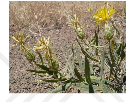 Şekil 3.1. Centaurea kotschyi (Boiss. &amp; Heldr.) Hayek var. decumbens Wagenitz 