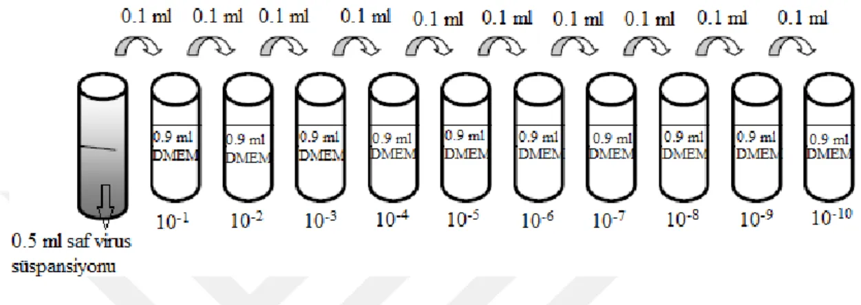 Şekil 3.3. Log10 tabanına göre virus sulandırmalarının hazırlanması (10 ‒1 –10 ‒10 ) 