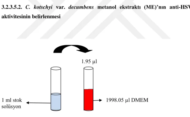 Şekil 3.9. C. kotschyi var. decumbens metanol ekstraktının stok solüsyonundan (100 mg/ml) 97.66 µg/ml  konsantrasyonda solüsyon hazırlanması (toplam 2 ml) 