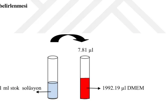 Şekil 3.11. C. kotschyi var. decumbens su ekstraktının stok solüsyonundan (100 mg/ml) 390.63 µg/ml  konsantrasyonda solüsyon hazırlanması (toplam 2 ml) 