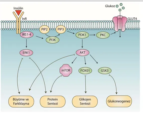 Şekil  1.2.  İnsülin  reseptörünün  hücre  içi  sinyalizasyonu.  İnsülinin  reseptörüne  bağlanması  çeşitli  hücre  içi  sinyalizasyon  yollarıyla  büyüme/farklılaşma,  protein  sentezi,  glikojen  sentezi  ve  glukoneogeneze  yol  açar
