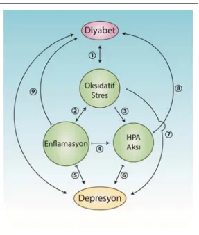 Şekil  1.4.  Diyabet  ve  depresyon  fizyopato- fizyopato-genezinde ortak olaylar. 