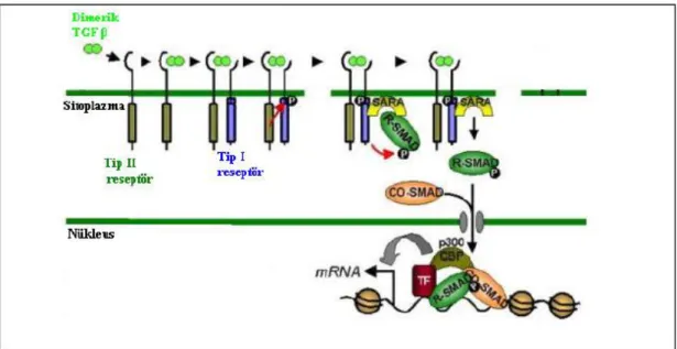 Şekil 1.3. TGF-β  signalizasyon yolu (Derynck ve Zhang 2003). 