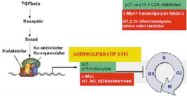 Şekil 1.4. TGF-β’nin antiproliferatif etkisini sağladığı aracı moleküller. 