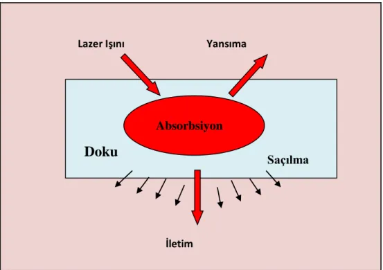 Şekil 1.2. Lazerin dokular üzerine etkisi (Aoki ve ark 2004). 