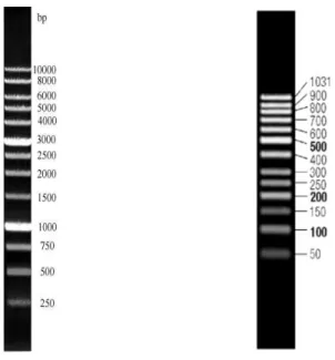 Şekil 3.5. RAPD Bant profillerini belirlemede kullanılan 1000 bç DNA Ladder (SibEnzyme) ve  50 bç Gene Ruler (Fermantas) 