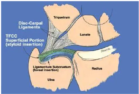 Şekil 4: Trianguler fibrokartilaj kompleksi  2.1.2.3. Ulnokarpal Eklem 