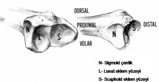 Şekil 1: Radius distal eklem yüzeyi 