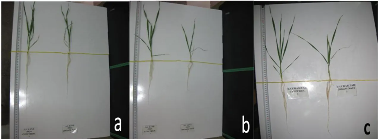 ġekil 3.4. Hasat öncesinde bitkilerden büyüme parametreleri ölçülürken alınmış görüntüler (a: AU5924,  b: 5907 ve c: Bayraktar 2000) 