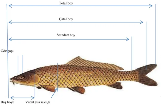 Şekil  2.1  Morfometrik  ölçümlerin  balık  üzerinde  gösterilmesi                   (http://salibahtiyar.tr.gg/Bal%26%23305%3Bk-Anatomisi.htm).