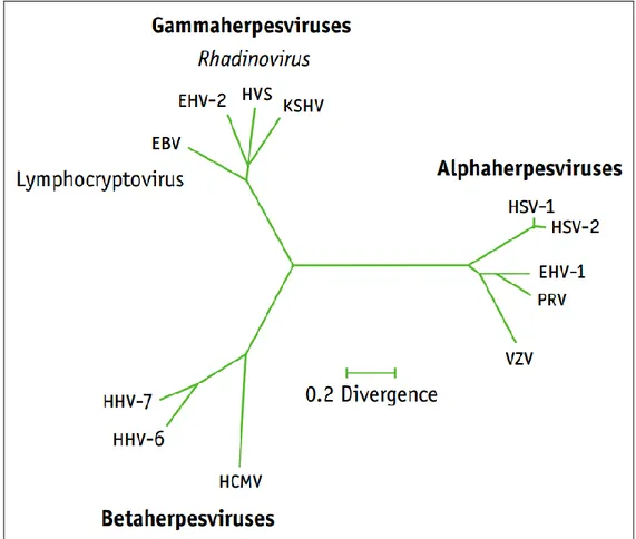 ġekil  1.1-  Ġnsan  Herpesvirusları  ve  diğer  Herpesvirus‟ların  filogenetik  iliĢkisi  (Antman ve Chang 2000)