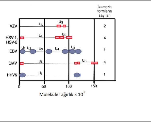 ġekil 1.4- Herpesvirus genomları (Mutlu ve ark 2010). U L ; unique long, U S ; unique  short