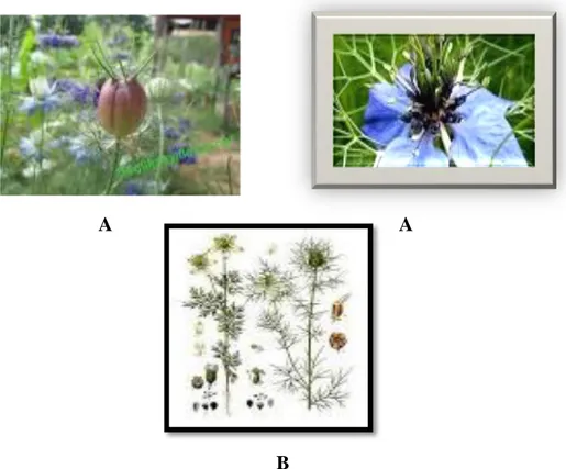 Şekil 1.1 : Nigella sativa 'nın Fiziksel ġekli A: Çiçek ġekli, B: Tam Bitki  Tohum damarları diĢlidir
