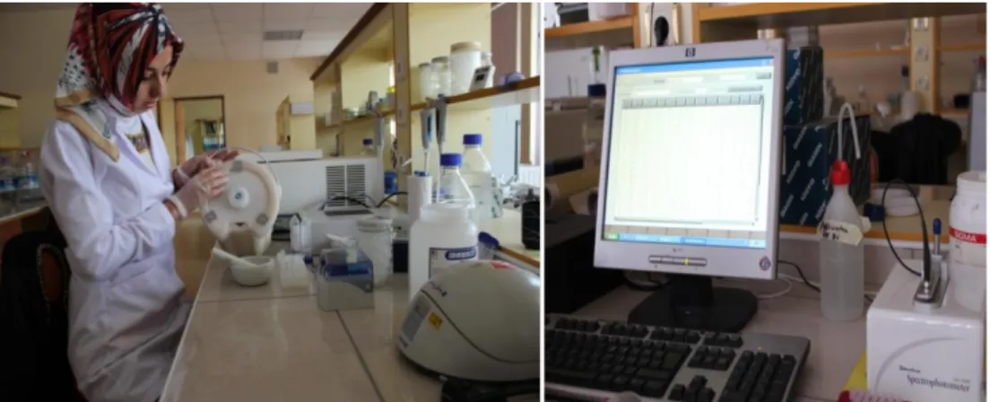 Şekil 4.1.1. DNA izolasyonunun yapılması ve değerlendirilmesi 