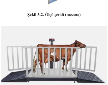Şekil 3.3. Canlı hayvan kantarı (baskül) 