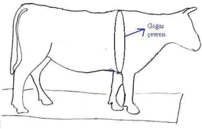Şekil 3.8. Göğüs çevresi 