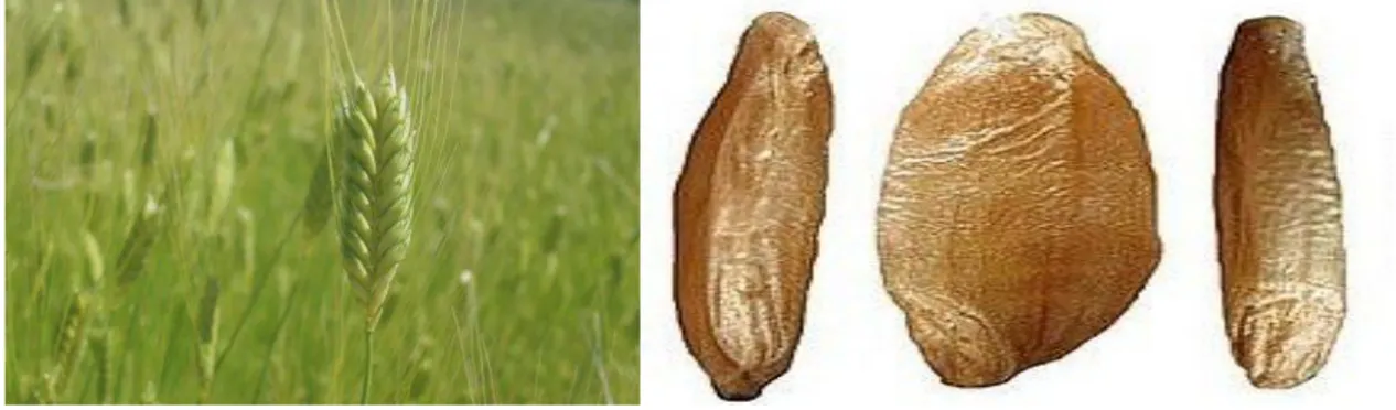 Şekil 2.2. Triticum monococcum (einkorn, siyez) buğdayının başak ve büyütülmüş tane görünüşü