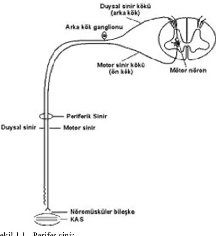 Şekil 1.1.  Perifer sinir 