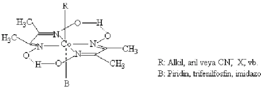 Şekil 1.10. Kobalt dimetilglioksim kompleksinin yapısı 