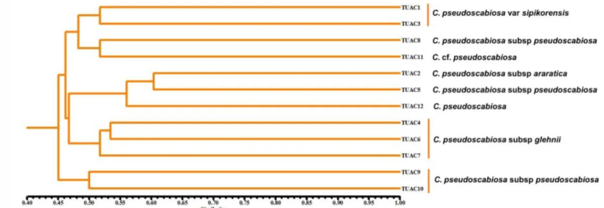 Şekil 4.1Örneklere ait morfolojik dendogram  4.4. Moleküler araştırma sonuçları 