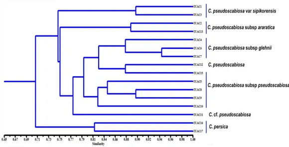 Şekil 4.2 Türlerin ve alt türlerin genetik ilişkilerini gösteren dendogram  Moleküler  verilerden  oluşturulan  dendograma  göre  incelenen  16  örnek  yaklaşık  %  70’lik  benzerlik  düzeyinde  iki  gruba  ayrılmıştır