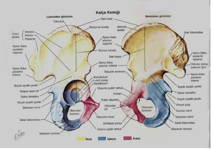 Şekil 2: Asetabulum anatomisi. 