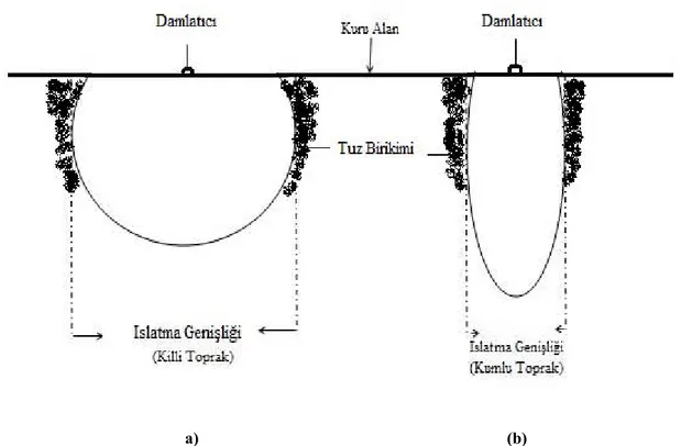 Şekil 1.1. Tekil damlatıcı altında, ağır bünyeli (kil) (a) ve hafif bünyeli (kum) (b) toprakta su dağılımı  (Acar, 2007) 