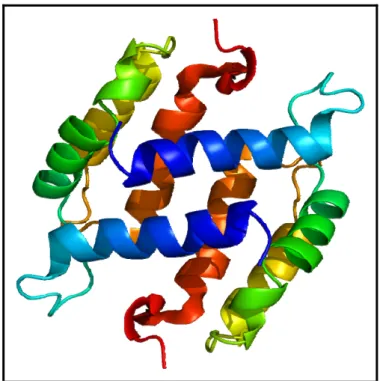Şekil 1.1. S100B proteini yapısı 