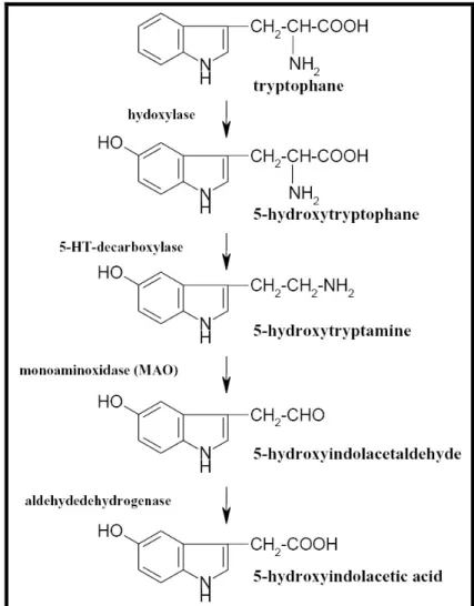 Şekil 1.2. Serotonin (5-hidroksitriptamin) sentezi ve yıkımı 