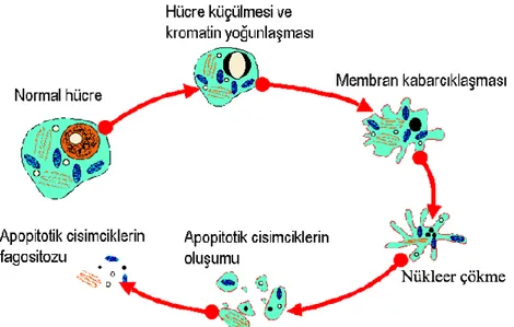 Şekil 1.3. Apoptotik hücredeki değişiklikler (Gültekin ve ark 2008). 