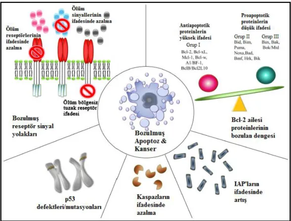 Şekil 1.8. Karsinogeneze ve apoptozdan kaçışa katılan mekanizmalar (Wong 2011). 