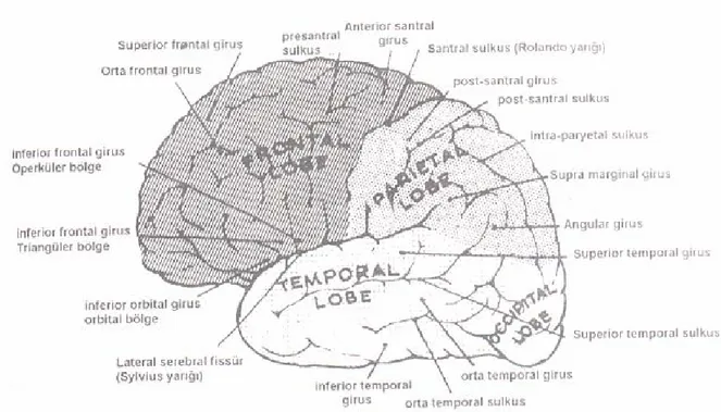 Şekil 4.1.  Sol serebral hemisferin yandan görünüşü 