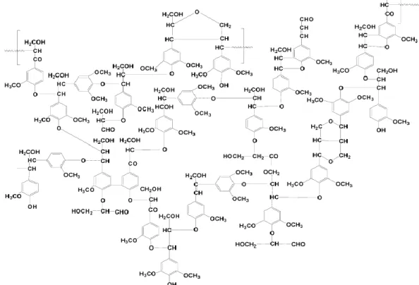 Şekil 2.12. Avrupa kayınından ( Fagus Sylvatica) elde edilen lignin molekülünün parça yapısı
