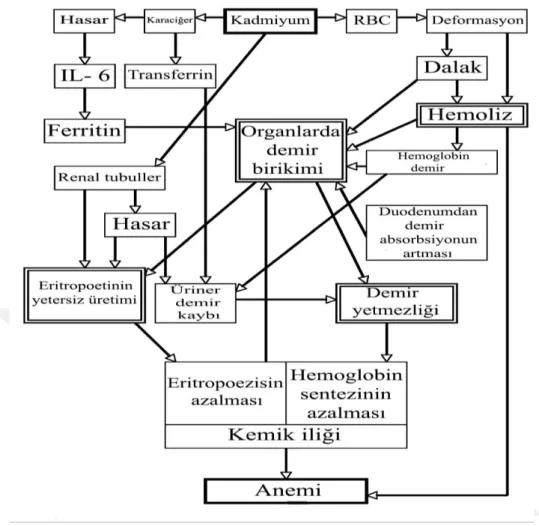 Şekil 2. Kadmiyumun diğer esansiyel elementler üzerine etkileri (Flora ve ark 2008). 