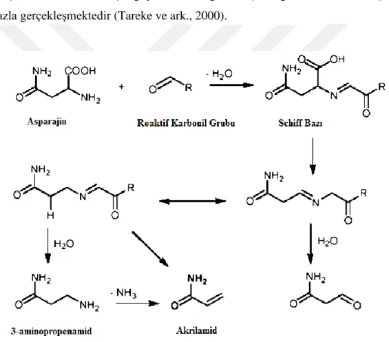 Şekil 2.2. Maillard reaksiyonu ile akrilamid oluşum mekanizması (Hagmar ve ark., 2005) 